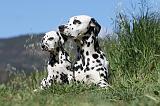 DALMATIEN 038